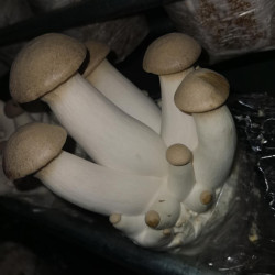 Königsausternpilz Zuchtbeutel