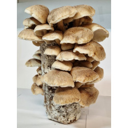 Shiitake Zuchtbeutel