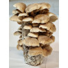 Shiitake Zuchtbeutel