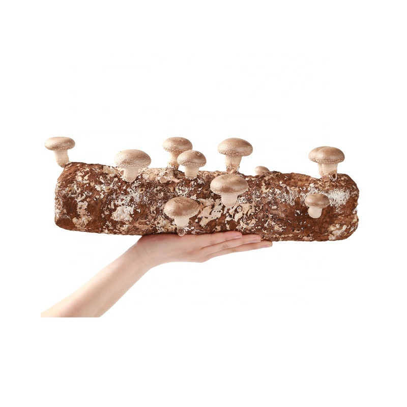 Shiitake Zuchtbeutel