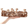 Shiitake Zuchtbeutel