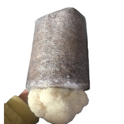Igelstachelbart (Löwnemähne) Zuchtbeutel