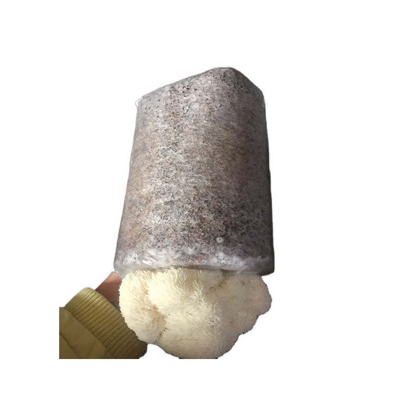 Igelstachelbart (Löwnemähne) Zuchtbeutel